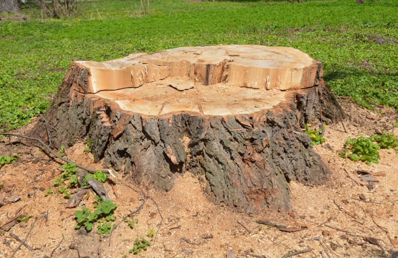 Bamboo Stump Removal in Prince Georges County, MD