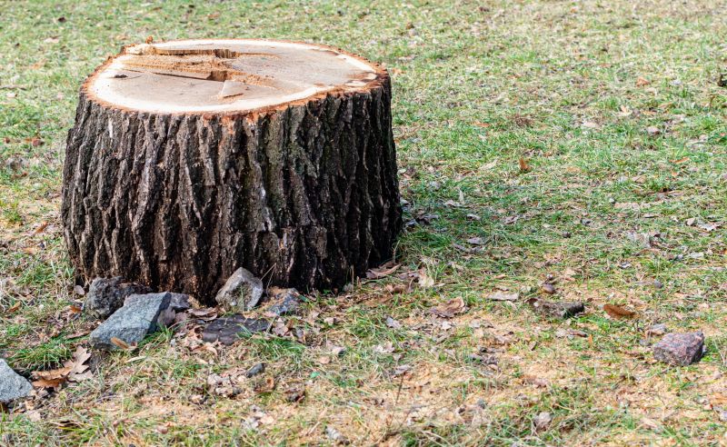 Bush Stump Grinding in Prince Georges County, MD