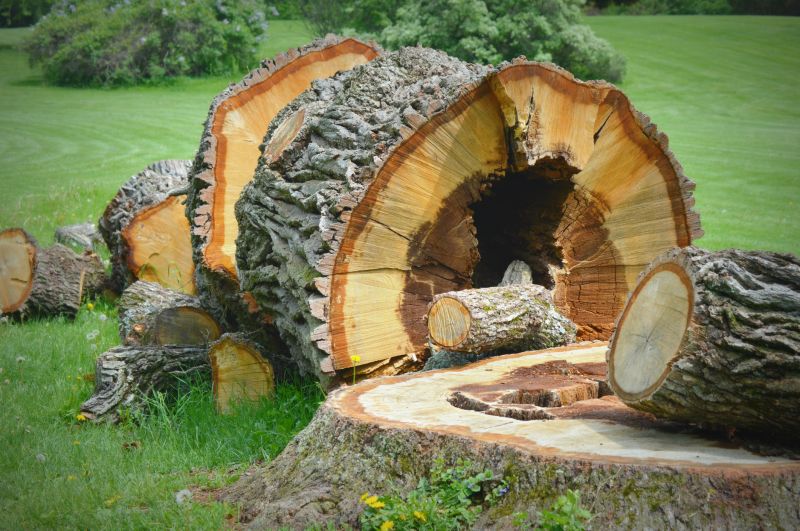 Stump Removal in Spring