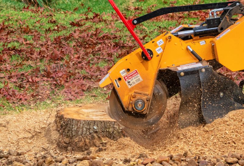 Optimal Season for Stump Grinding