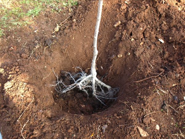 Root Obstruction Removal